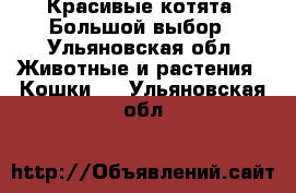 Красивые котята. Большой выбор - Ульяновская обл. Животные и растения » Кошки   . Ульяновская обл.